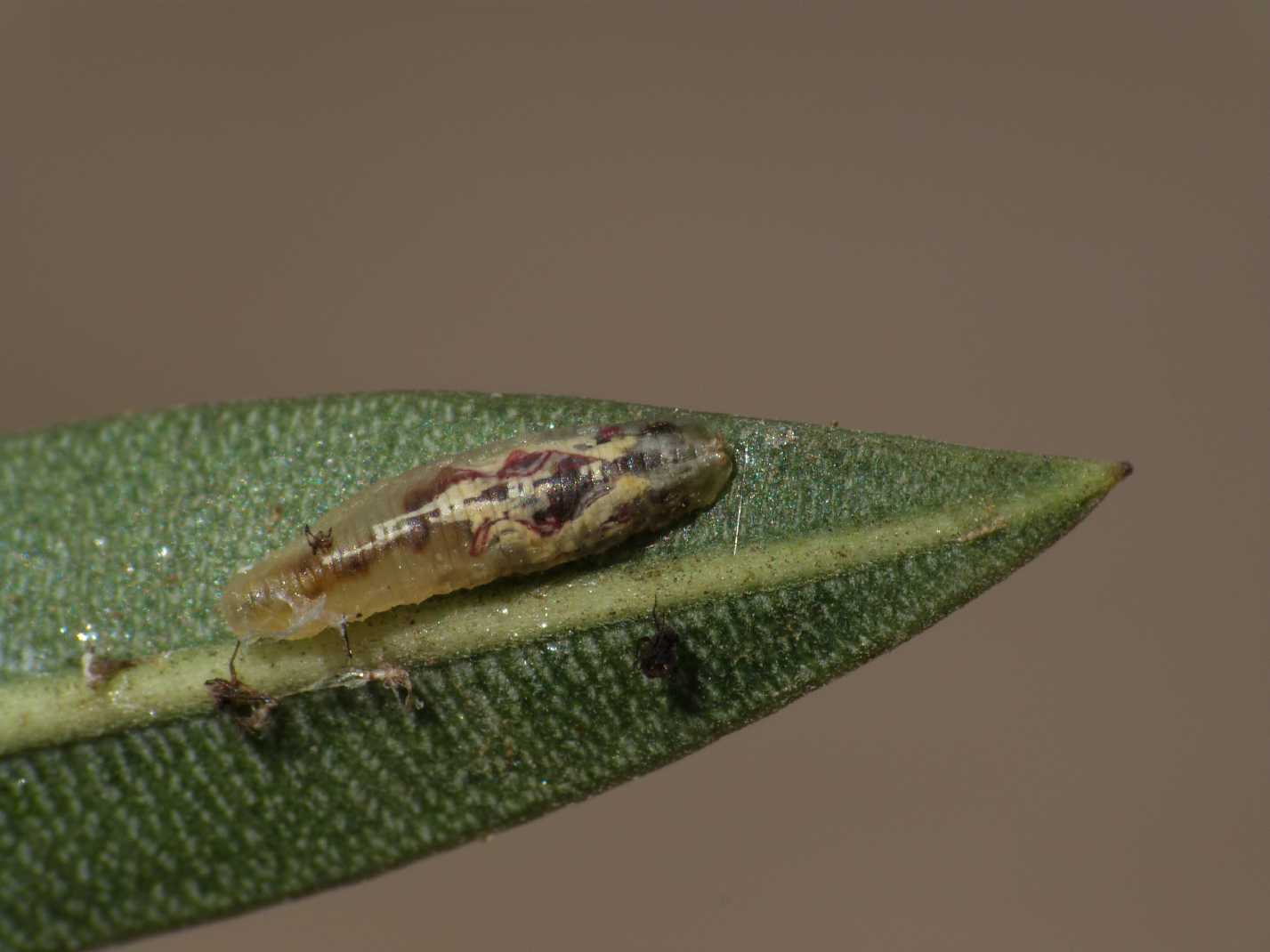 Larva di Syrphide che mangia afidi